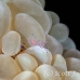 shirmp_coral_bubble_cr_hsb_r_h_0007_kom1864.jpg
